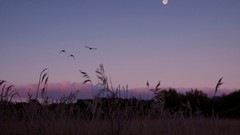 Landscapes nature Trees grass moon Birds fields
