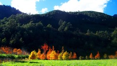 Landscapes nature Trees grass Mountains autumn sunny