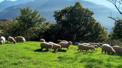 Landscapes nature Trees grass Mountains sheep Taiwan