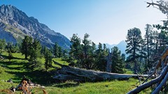 Landscapes nature Trees grass Mountains summer trunks 