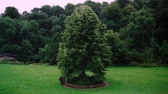 Landscapes nature Trees grass Parks