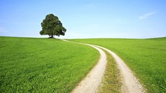 Landscapes nature Trees grass paths