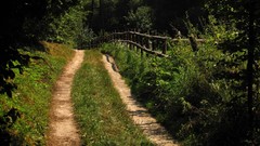 Landscapes nature Trees grass paths