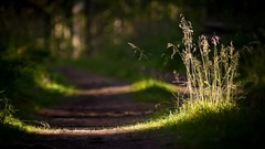 Landscapes nature Trees grass Plants