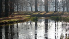 Landscapes nature Trees grass Plants lakes mist