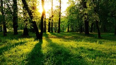 Landscapes nature Trees grass shadows sunlight