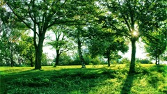 Landscapes nature Trees grass sun branches light Green avenue 