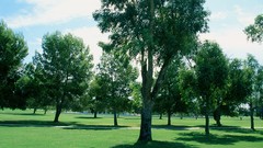 Landscapes nature Trees grass sun clouds skyscapes
