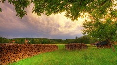 Landscapes nature Trees grass sun clouds Wood fields HDR 