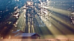 Landscapes nature Trees grass sun rays forests morning view