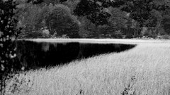 Landscapes nature Trees grass water dark black and white Weeds 