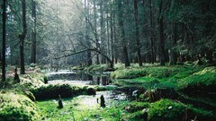 Landscapes nature Trees grass water forests