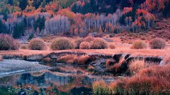 Landscapes nature Trees grass water red autumn pink Green 