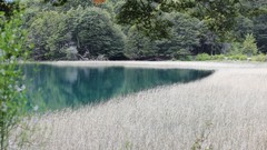 Landscapes nature Trees grass water white Green Weeds lakes 