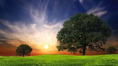 Landscapes nature Trees grass wind evening