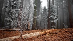 Landscapes nature Trees grass Wood hoarfrost