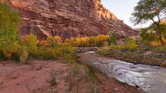 Landscapes nature Trees grass yellow water red Green Plants 