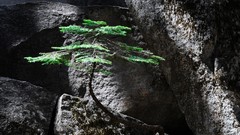 Landscapes nature Trees gray black Green moss Zen rocks mystical