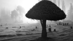 Landscapes nature Trees grayscale