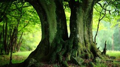 Landscapes nature Trees Green