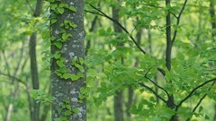 Landscapes nature Trees Green