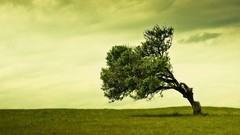 Landscapes nature Trees Green