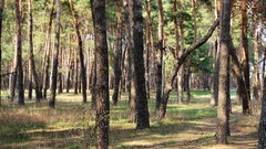 Landscapes nature Trees Green