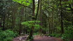 Landscapes nature Trees Green