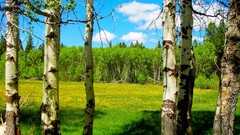 Landscapes nature Trees Green