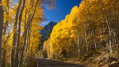 Landscapes nature Trees Green