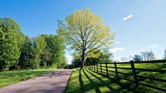Landscapes nature Trees Green fences outdoors