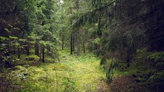 Landscapes nature Trees Green Finland forests