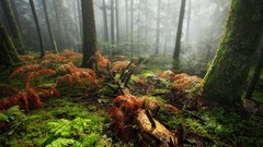 Landscapes nature Trees Green forests