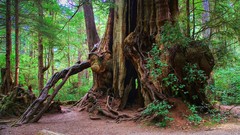 Landscapes nature Trees Green forests olympic national park 