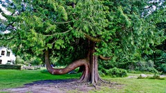 Landscapes nature Trees Green Ireland