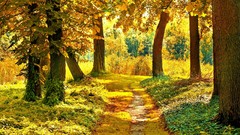 Landscapes nature Trees Green paths forests