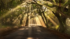 Landscapes nature Trees Green pathway sun rays breaking forests
