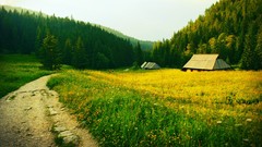 Landscapes nature Trees Green roads forests pine trees