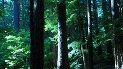 Landscapes nature Trees Green sunlight forests