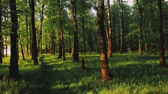 Landscapes nature Trees Green track silence Wood paths shadows 