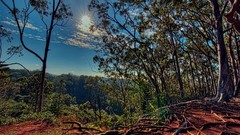 Landscapes nature Trees Hawaii forests