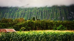 Landscapes nature Trees Hawaii mist fields