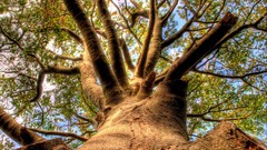 Landscapes nature Trees HDR