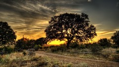 Landscapes nature Trees HDR Photography