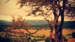 Landscapes nature Trees hills forests