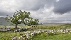 Landscapes nature Trees hills rocks