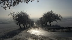 Landscapes nature Trees horizon roads