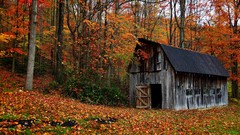 Landscapes nature Trees houses forests