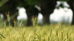 Landscapes nature Trees Italy fields