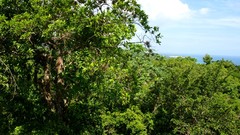 Landscapes nature Trees Jamaica forests HDR Photography